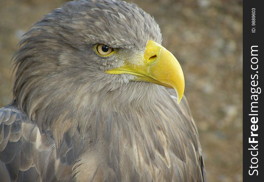 Buzzard in Pilsen ZOO in west Bohemia