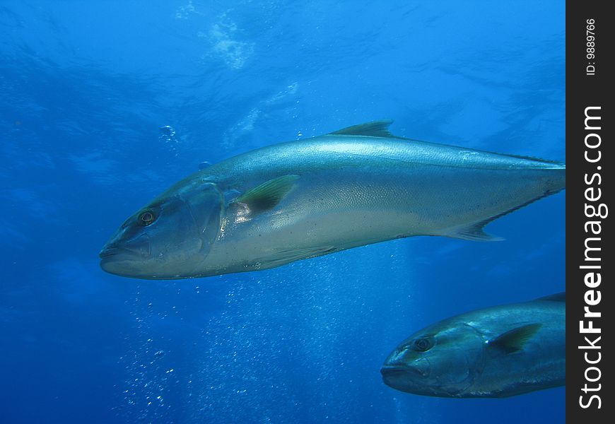 A” Seriola dumerili” fish (“Ricciola”, “Leccia”).
Shoted in the wild. A” Seriola dumerili” fish (“Ricciola”, “Leccia”).
Shoted in the wild.