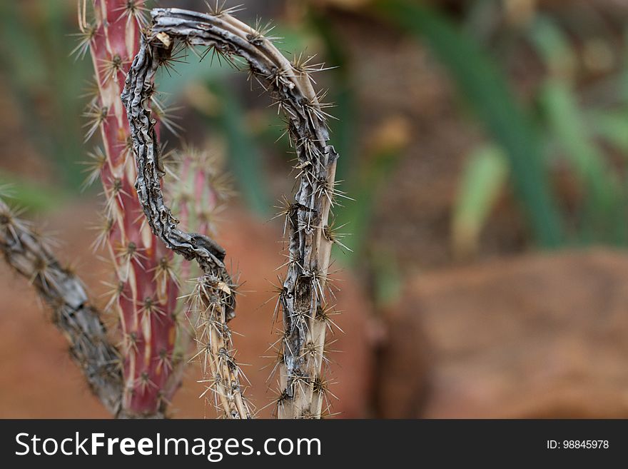 Through The Cholla Cactus