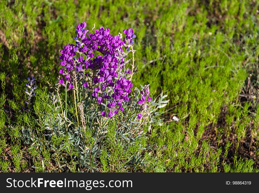 Summer Wildflowers East Of The Peaks