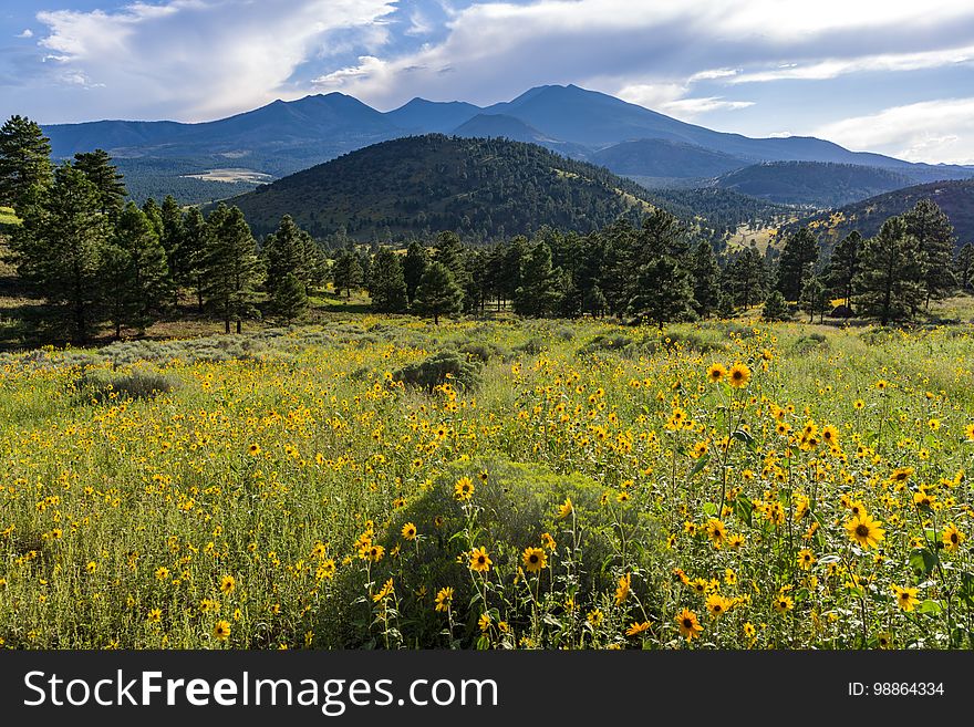 Late summer blooms in the O&#x27;Leary Peak and Sunset Crater Volcano area. Monsoon season brings a burst of wildflower blooms to Arizona&#x27;s higher elevations around Flagstaff. Fields of sunflowers blanket many open meadows and fields on the eastern side of the San Francisco Peaks. Photo taken August 23, 2017 by Deborah Lee Soltesz. Credit U.S. Forest Service Coconino National Forest. Learn more about the Coconino National Forest. Late summer blooms in the O&#x27;Leary Peak and Sunset Crater Volcano area. Monsoon season brings a burst of wildflower blooms to Arizona&#x27;s higher elevations around Flagstaff. Fields of sunflowers blanket many open meadows and fields on the eastern side of the San Francisco Peaks. Photo taken August 23, 2017 by Deborah Lee Soltesz. Credit U.S. Forest Service Coconino National Forest. Learn more about the Coconino National Forest.