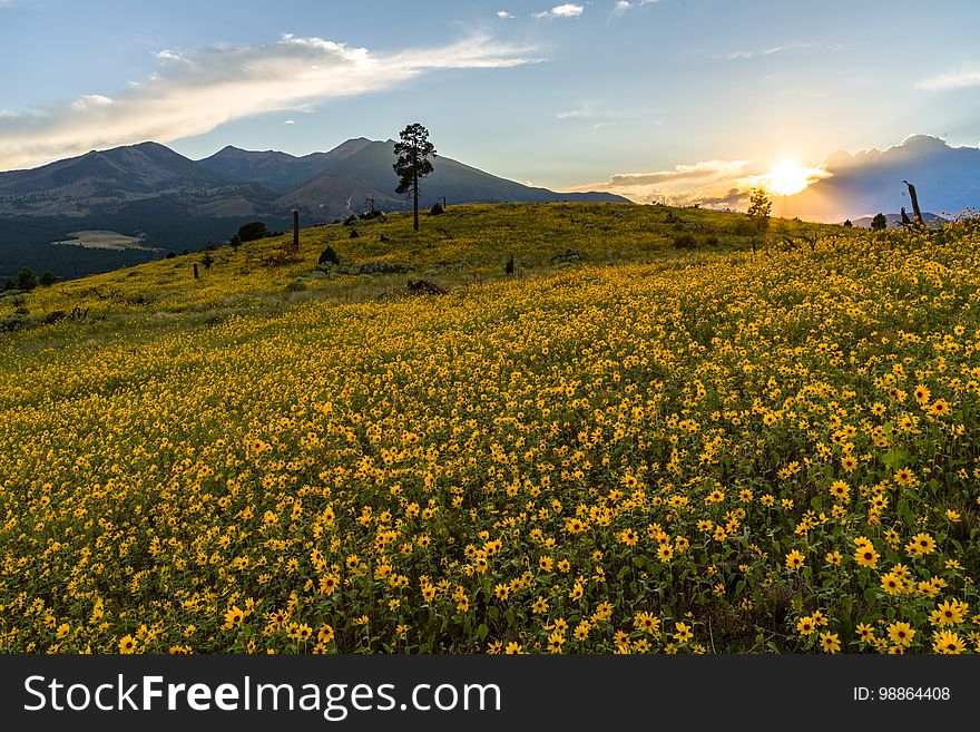 Summer Wildflowers East Of The Peaks