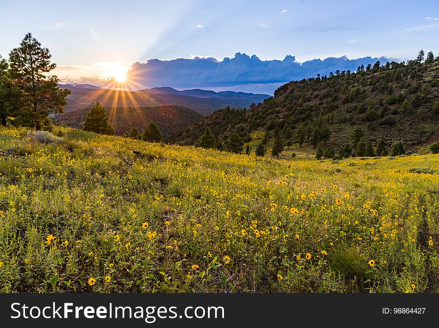 Late summer blooms in the O&#x27;Leary Peak and Sunset Crater Volcano area. Monsoon season brings a burst of wildflower blooms to Arizona&#x27;s higher elevations around Flagstaff. Fields of sunflowers blanket many open meadows and fields on the eastern side of the San Francisco Peaks. Photo taken August 23, 2017 by Deborah Lee Soltesz. Credit U.S. Forest Service Coconino National Forest. Learn more about the Coconino National Forest. Late summer blooms in the O&#x27;Leary Peak and Sunset Crater Volcano area. Monsoon season brings a burst of wildflower blooms to Arizona&#x27;s higher elevations around Flagstaff. Fields of sunflowers blanket many open meadows and fields on the eastern side of the San Francisco Peaks. Photo taken August 23, 2017 by Deborah Lee Soltesz. Credit U.S. Forest Service Coconino National Forest. Learn more about the Coconino National Forest.