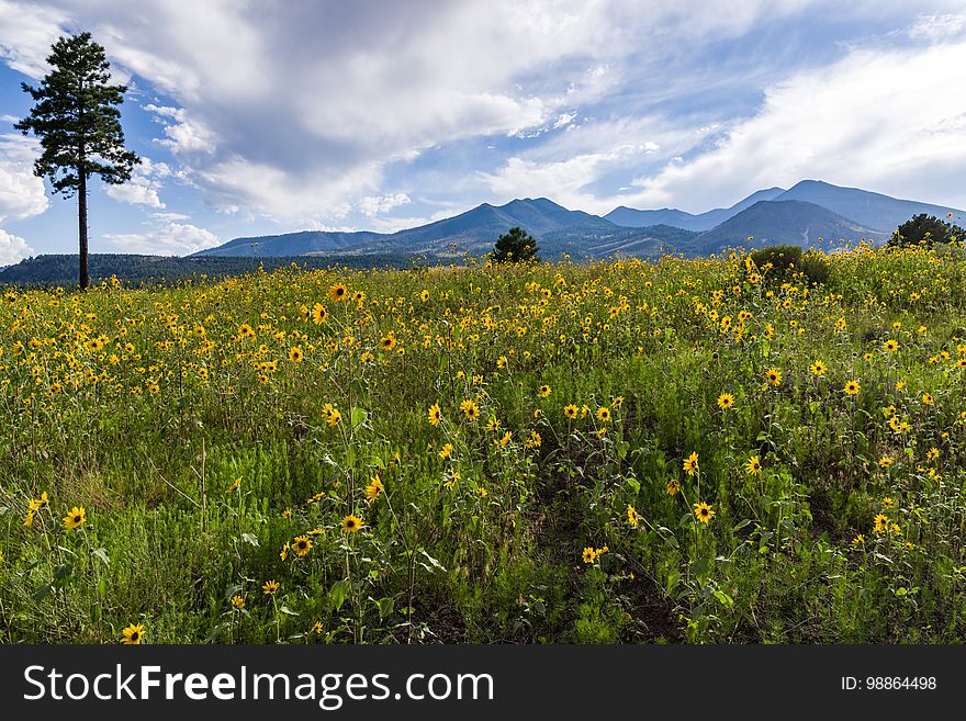 Late summer blooms in the O&#x27;Leary Peak and Sunset Crater Volcano area. Monsoon season brings a burst of wildflower blooms to Arizona&#x27;s higher elevations around Flagstaff. Fields of sunflowers blanket many open meadows and fields on the eastern side of the San Francisco Peaks. Photo taken August 23, 2017 by Deborah Lee Soltesz. Credit U.S. Forest Service Coconino National Forest. Learn more about the Coconino National Forest. Late summer blooms in the O&#x27;Leary Peak and Sunset Crater Volcano area. Monsoon season brings a burst of wildflower blooms to Arizona&#x27;s higher elevations around Flagstaff. Fields of sunflowers blanket many open meadows and fields on the eastern side of the San Francisco Peaks. Photo taken August 23, 2017 by Deborah Lee Soltesz. Credit U.S. Forest Service Coconino National Forest. Learn more about the Coconino National Forest.