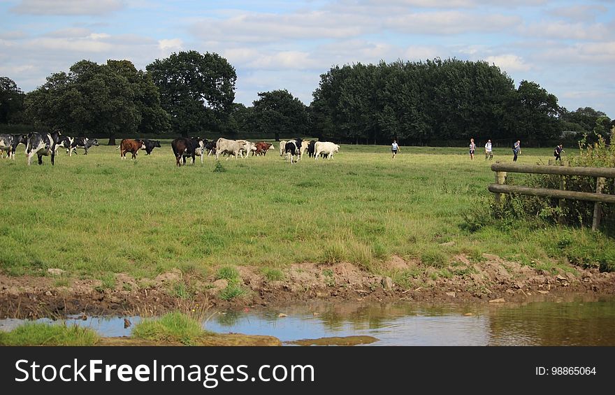 The cattle were at their drinking place when the ramblers decided to take a diagonal route across the field. The Alpha Bull started running towards them and the rest of the herd followed him. I was pretty sure the next shot would include an Air Ambulance but, once the ramblers returned to the path, the Bulls lost interest. Late Summer Bank Holiday Monday in the Cheshire countryside. The cattle were at their drinking place when the ramblers decided to take a diagonal route across the field. The Alpha Bull started running towards them and the rest of the herd followed him. I was pretty sure the next shot would include an Air Ambulance but, once the ramblers returned to the path, the Bulls lost interest. Late Summer Bank Holiday Monday in the Cheshire countryside.