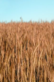 Golden Wheat Field Stock Photos Golden Wheat Field Stock Photos