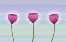 Retro-styled Poppy Flowers Stock Photos Retro-styled Poppy Flowers Stock Photos