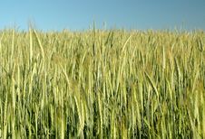 Golden Wheat Field Royalty Free Stock Images Golden Wheat Field Royalty Free Stock Images