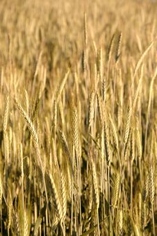 Golden Wheat Field Royalty Free Stock Photography