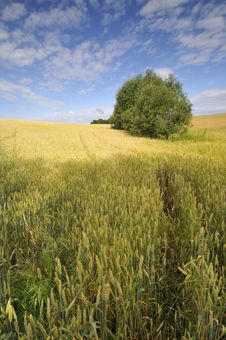 Wheat Field Stock Image