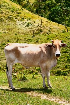 Mountain Mama Cow Royalty Free Stock Photo
