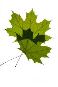 Dry Green Maple Royalty Free Stock Photo