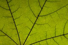 Dry Green Maple Royalty Free Stock Photography