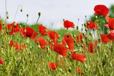 Red Poppy Field With Flying Bumblebee Stock Photo Red Poppy Field With Flying Bumblebee Stock Photo