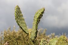 V-shaped Leaves Of Zabar Cactus Royalty Free Stock Images