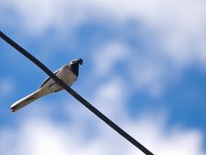 Bird Royalty Free Stock Image Bird Royalty Free Stock Image