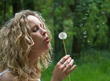 Curly Girl Blows Dandelion Royalty Free Stock Images Curly Girl Blows Dandelion Royalty Free Stock Images