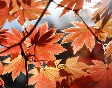 Autumnal Foliage Stock Image Autumnal Foliage Stock Image
