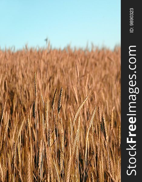 Golden wheat field , grain field textures