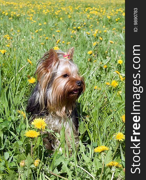 Cute yorkshire terrier in field amongst dandelion
