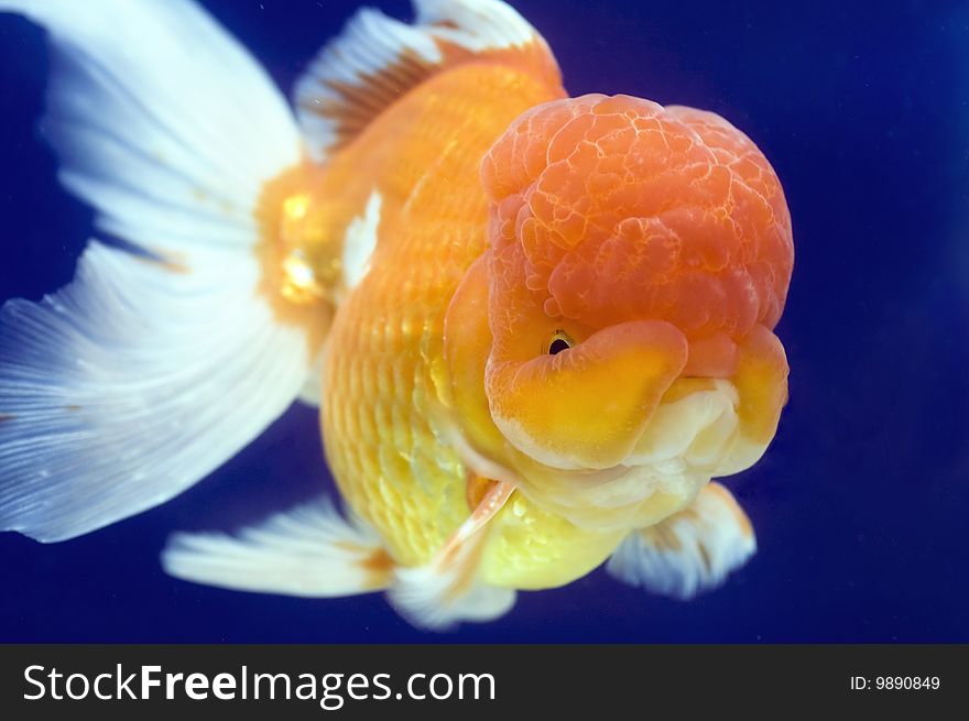 Lion Head oranda goldfish with blue background