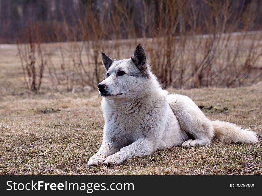 White dog lying on the ground. White dog lying on the ground