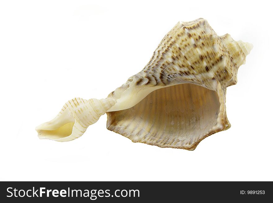 Big and small rapa shell over white background. Big and small rapa shell over white background
