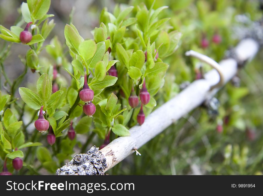 Wild Blueberry blossom, mid of May, season specific.