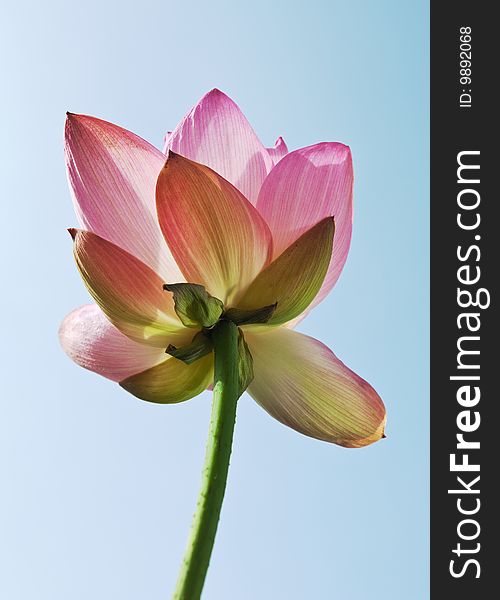 Close up shot for blooming water lily under blue sky