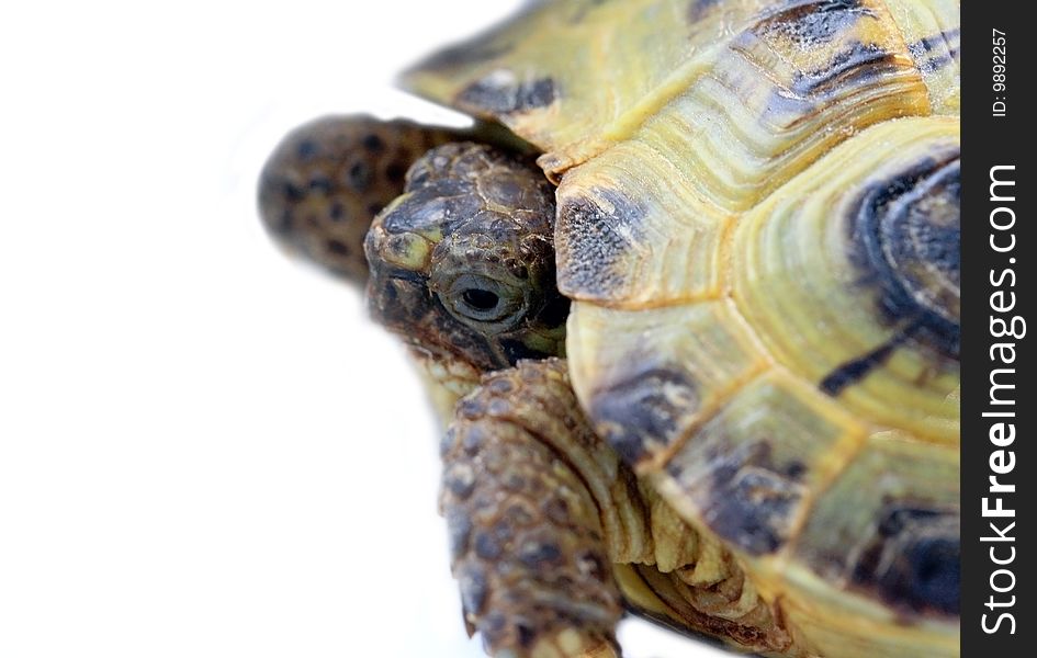 Closed up turtle isolated on white background