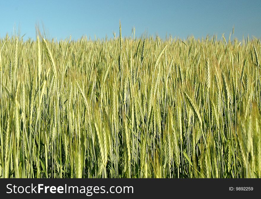 Golden Wheat Field