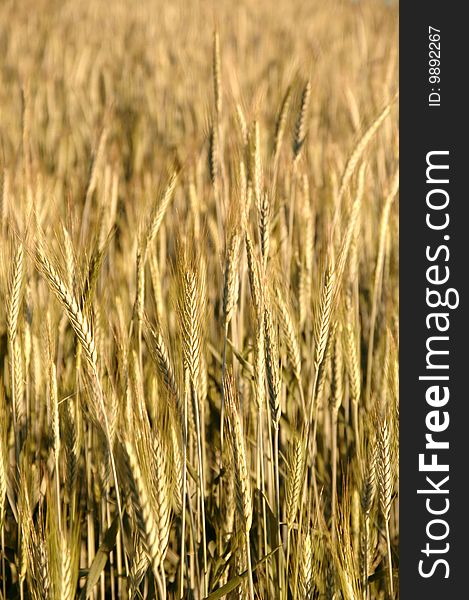 Wheat field , grain field textures. Wheat field , grain field textures