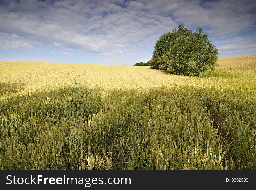 View on the wheat field in the spring morning