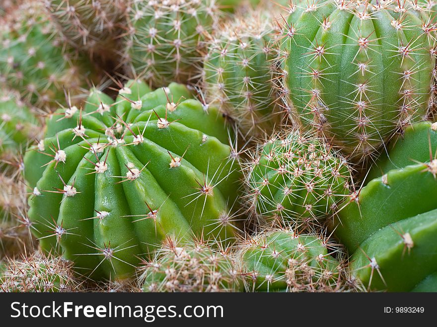 Macro image of cactus bush.