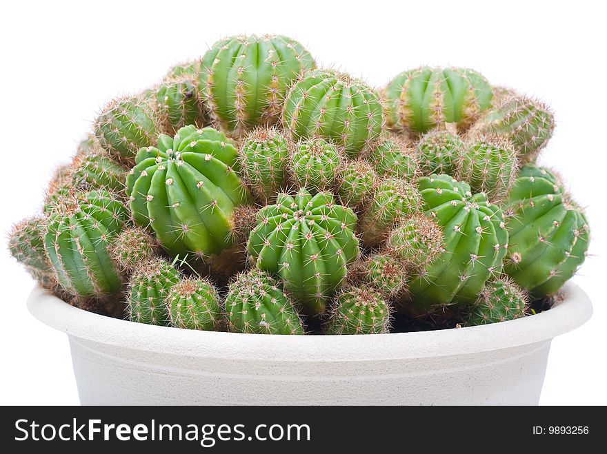 Cactus bush in a flowerpot over white background.