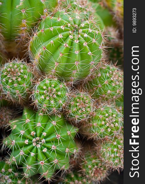 Macro image of cactus bush. Be carefully, it is very sharp.