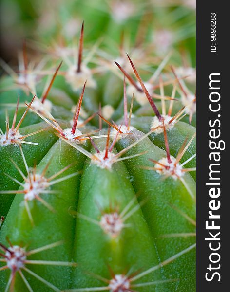 Macro image of cactus bush.