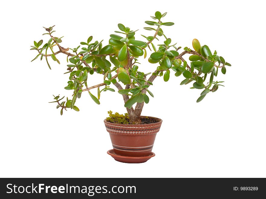 Plant in a flowerpot isolated over white background. Plant in a flowerpot isolated over white background.