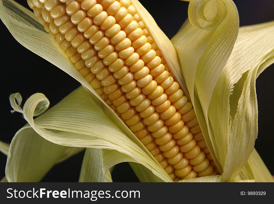 Corn in ears to industrial use