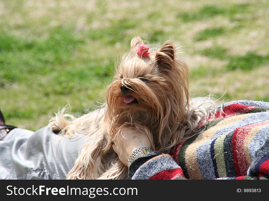 Closeup of a cute brown long hair dog resting on its owner's stomach feeling the morning spring breeze. Closeup of a cute brown long hair dog resting on its owner's stomach feeling the morning spring breeze.