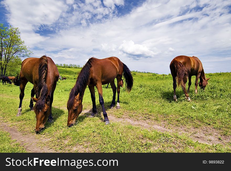 Herd of wild steppe horses background
