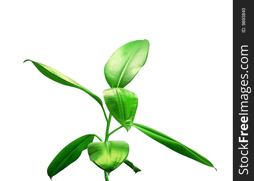 Room plant with juicy green leaves on a pure white background