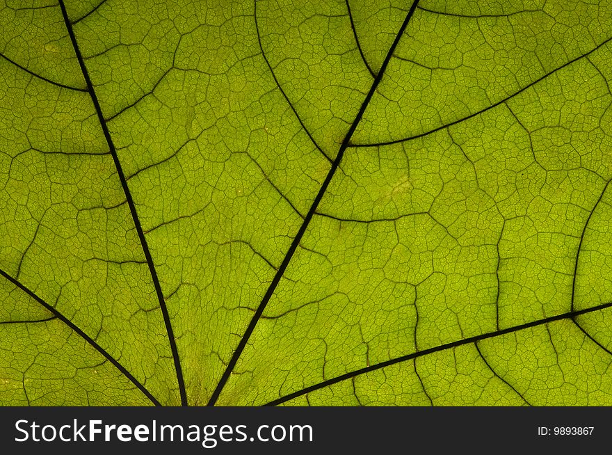 Dry green maple tree leaf on white