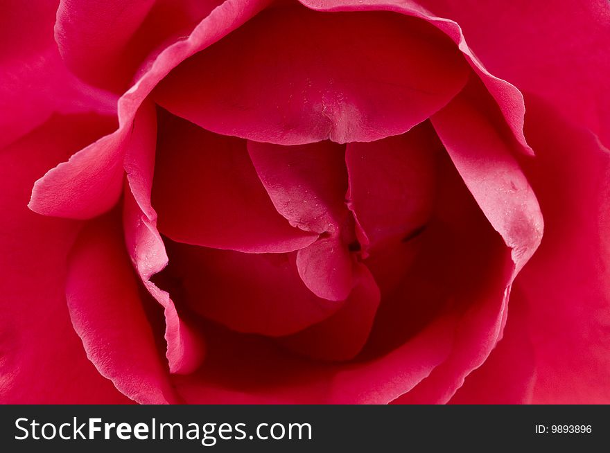 Bouton close-up of red rose background