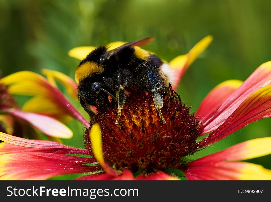 Big Bumblebee On Red Yellow Flower