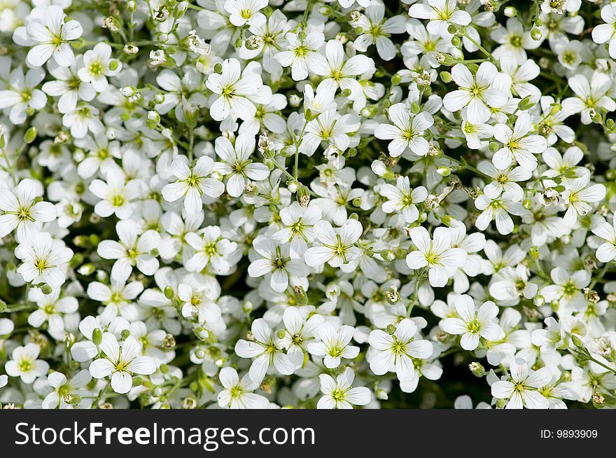 A lot of fresh white flowers for background