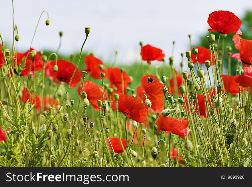 Red poppy field with flying bumblebee