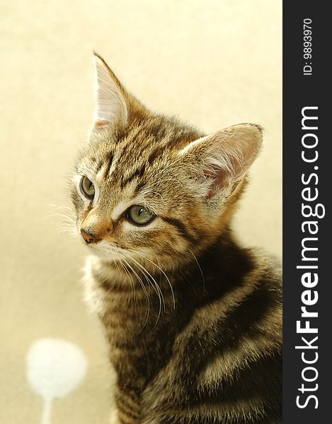 Tabby kitten with a slightly bemused expression on its face