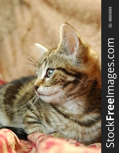 Side portrait of an elegant tabby kitten