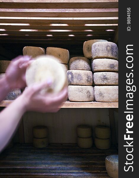 View of the interior of the cheese during ripening and maturing of the forms of Pecorino